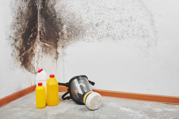 Best Mold Removal Company Near Me  in Newington Forest, VA