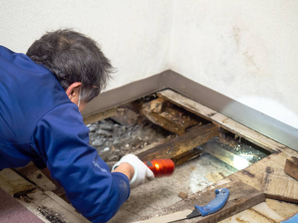 Best Black Mold Removal  in Newington Forest, VA