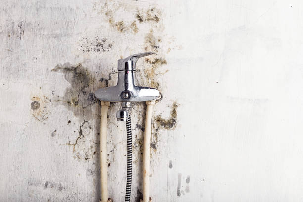 Certified Mold Removal in Newington Forest, VA