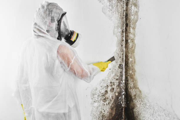 Best Professional Mold Removal  in Newington Forest, VA