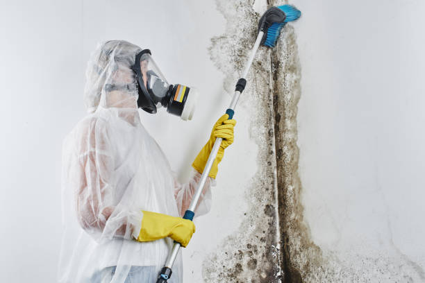 Best Crawl Space Mold Removal  in Newington Forest, VA