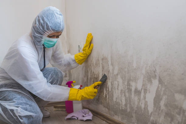 Best Affordable Mold Removal  in Newington Forest, VA