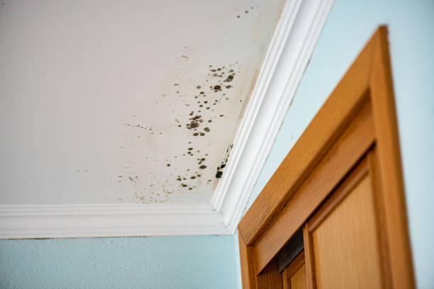 Best Mold Removal Company Near Me  in Newington Forest, VA