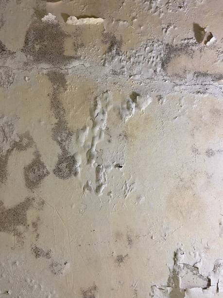 Best Best Mold Removal Companies  in Newington Forest, VA
