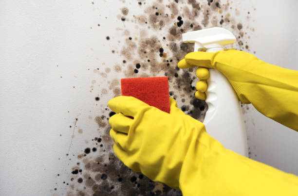 Mold Testing and Removal in Newington Forest, VA