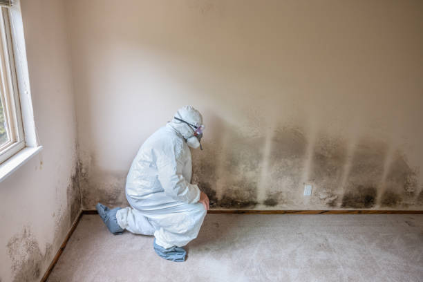Best Mold Damage Repair  in Newington Forest, VA