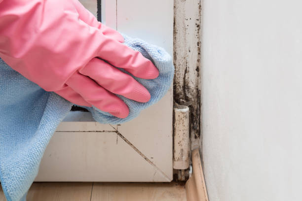 Attic Mold Removal in Newington Forest, VA